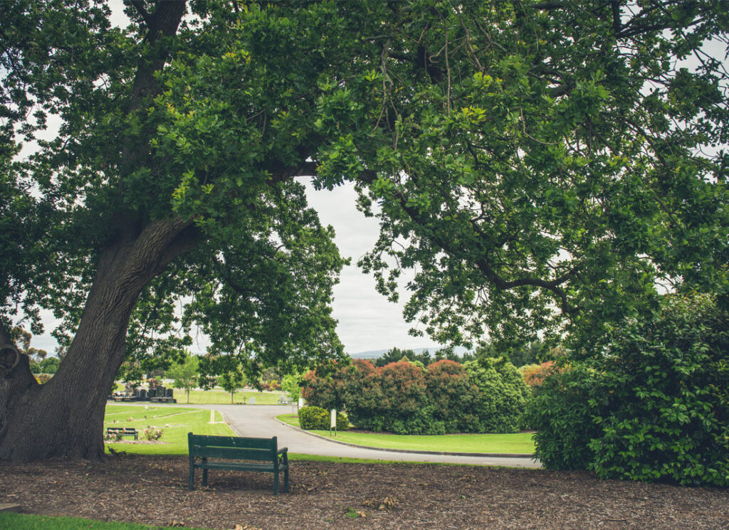 Park bench under a very large oak tree