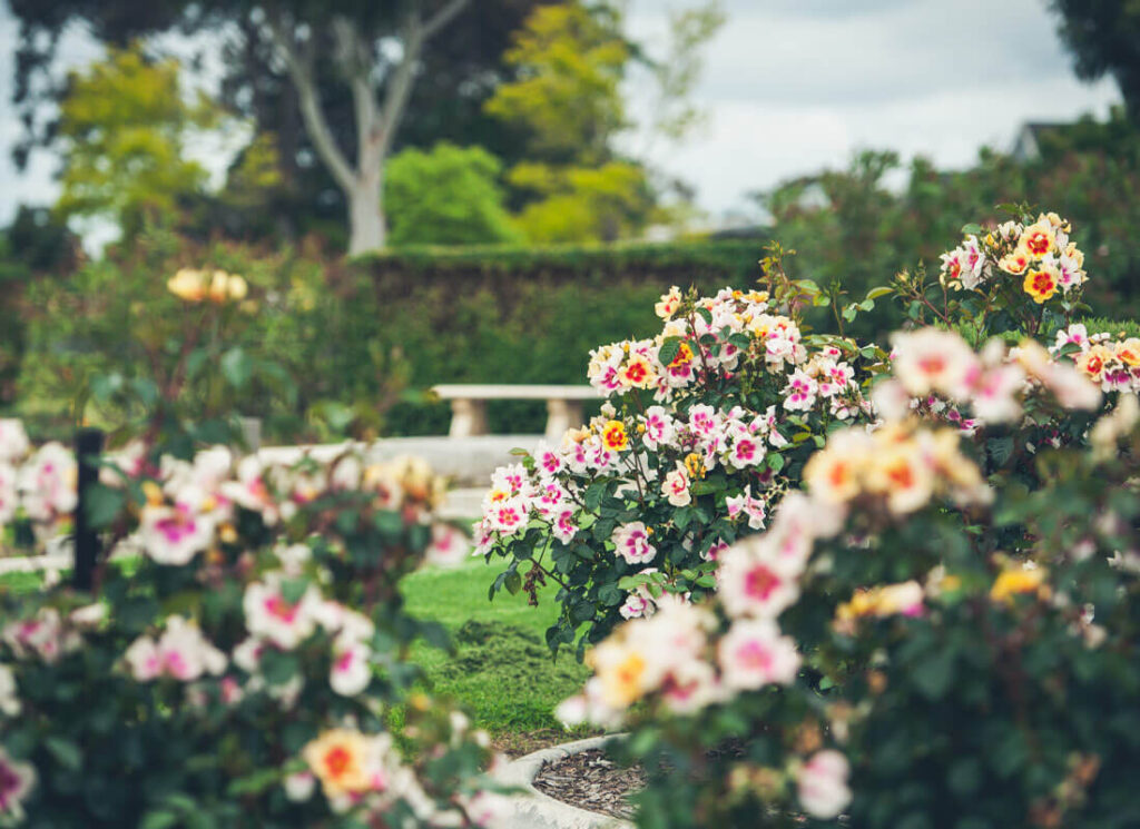 Close up of rose gardens